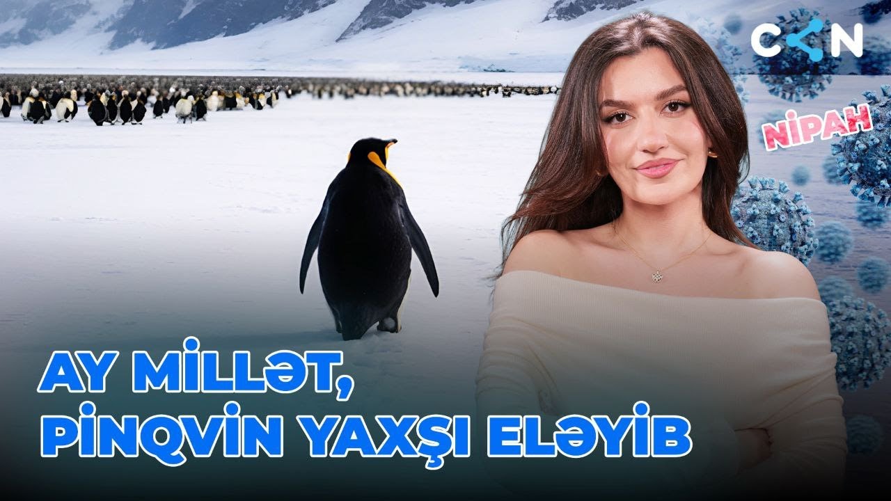 Ay Millət, Pinqvin Yaxşı Eləyib