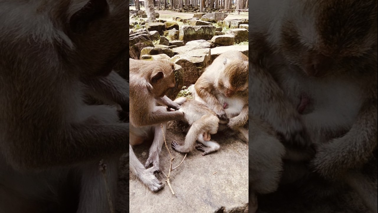 funny baby monkey 🐒🐵 Demi mommy grooming hard #babymonkey #baby #monkey #adorable