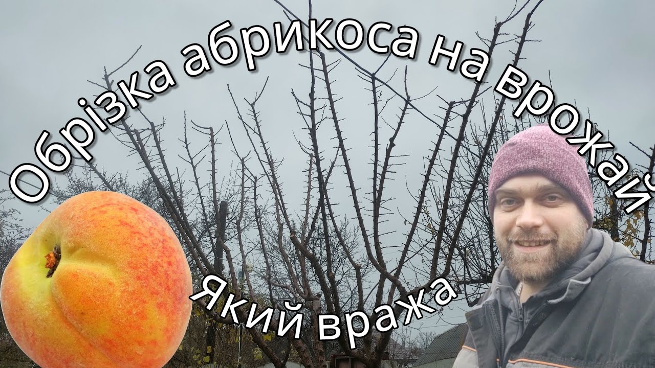 Омолодження старого абрикоса: як правильно обрізати для великого врожаю | Bodan Agro
