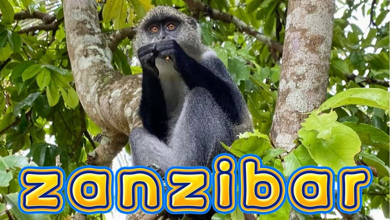 Zanzibar, Jozani Forest National Park, Monkeys, Mangrove walk 05/2024