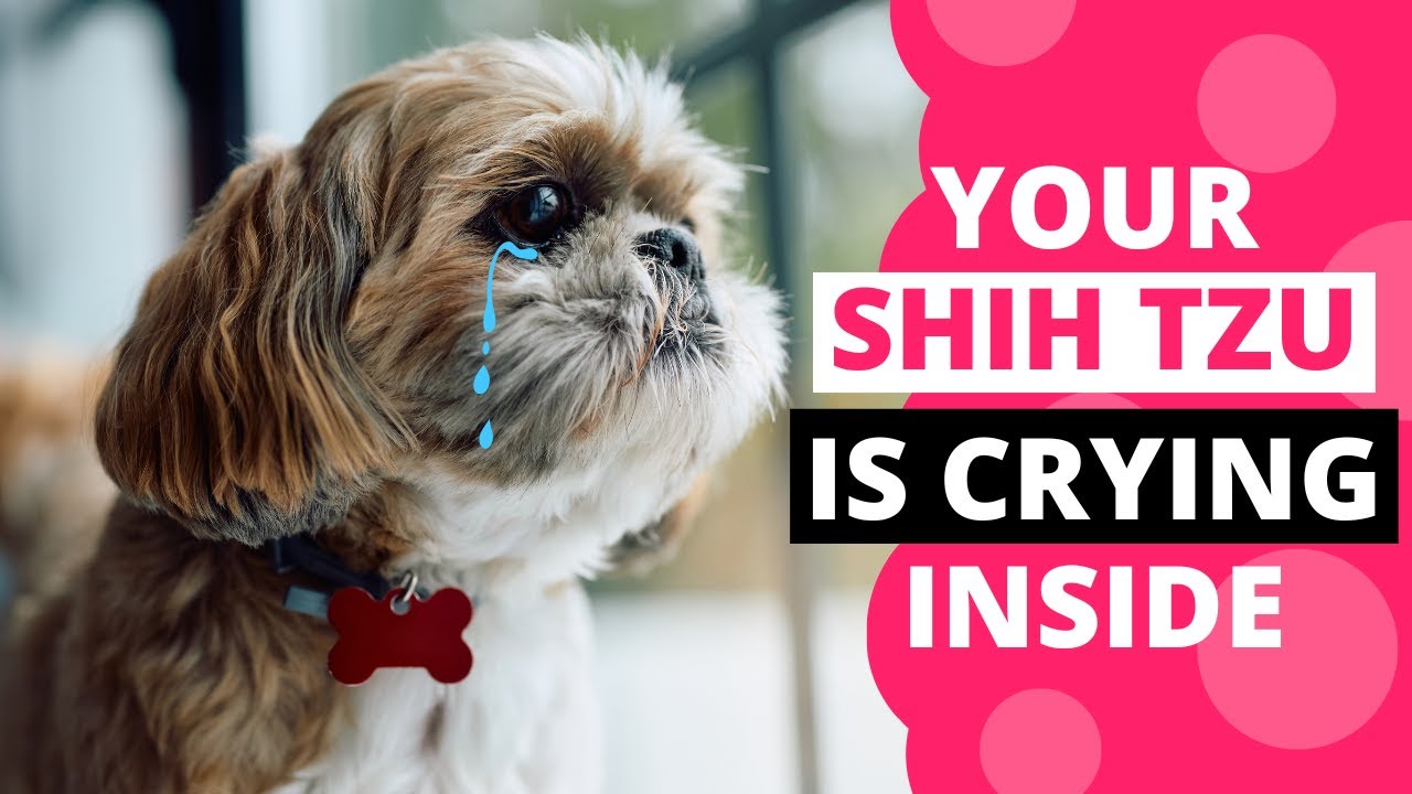 15 Everyday Things That Break Your Shih Tzu's Heart
