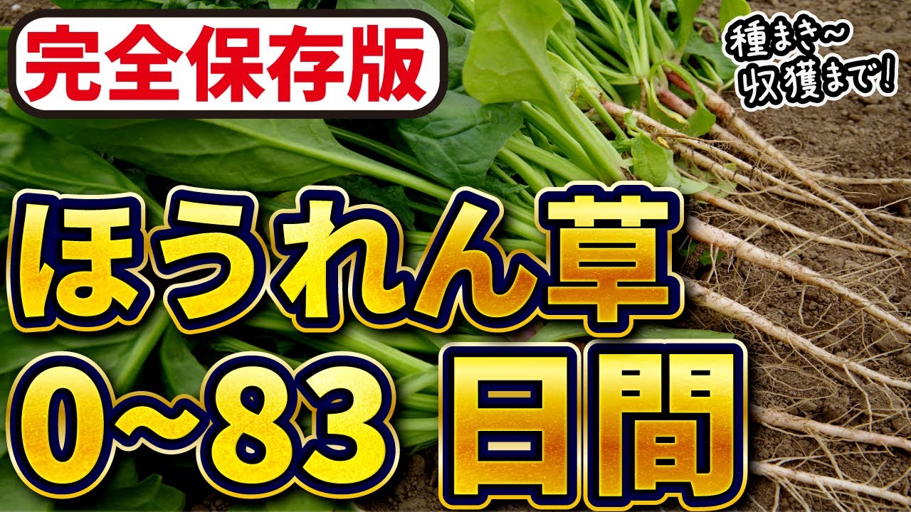 【ほうれん草】土づくり・種まき〜収穫までの83日間【家庭菜園】