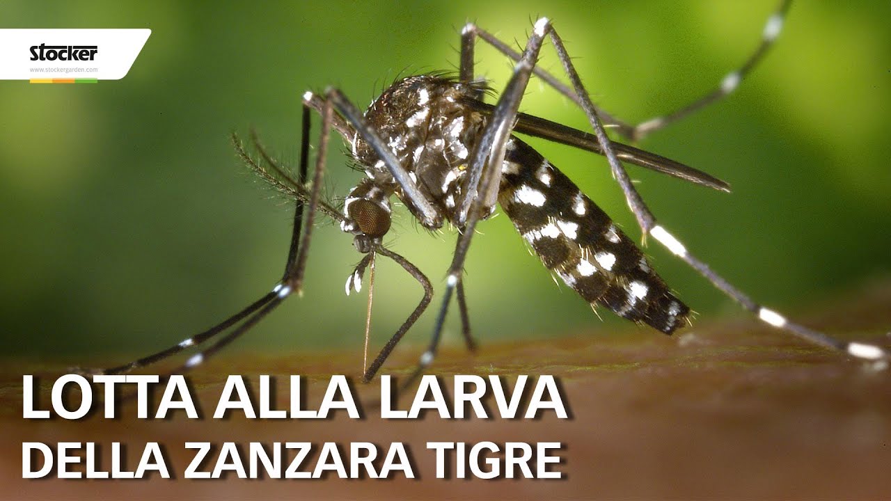 Lotta alla larva della zanzara tigre - Trattamenti biologici