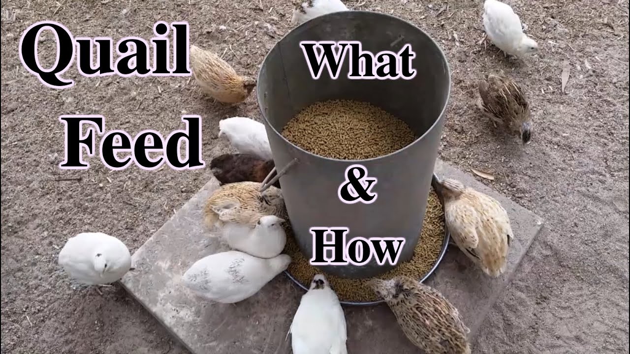 What & How I feed Coturnix/Japanese Quail