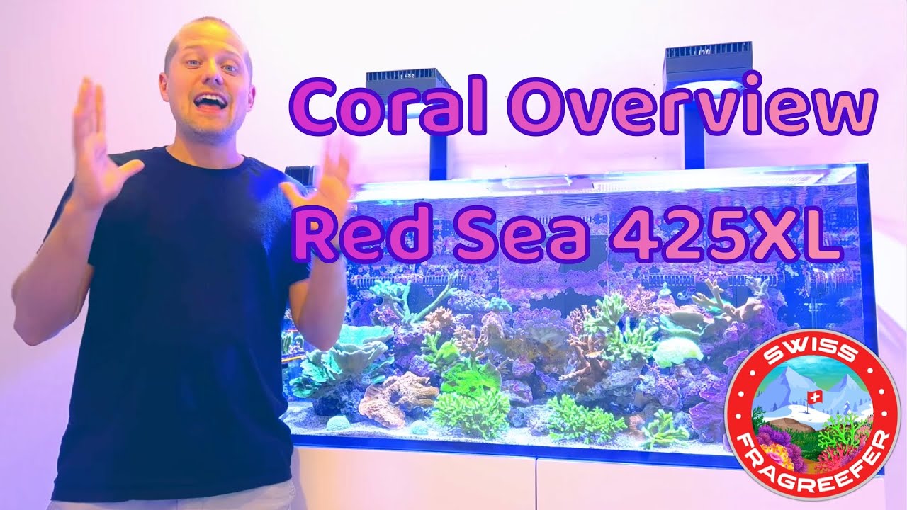 SPS Corals - Red Sea Reefer 425XL - Reef Tank