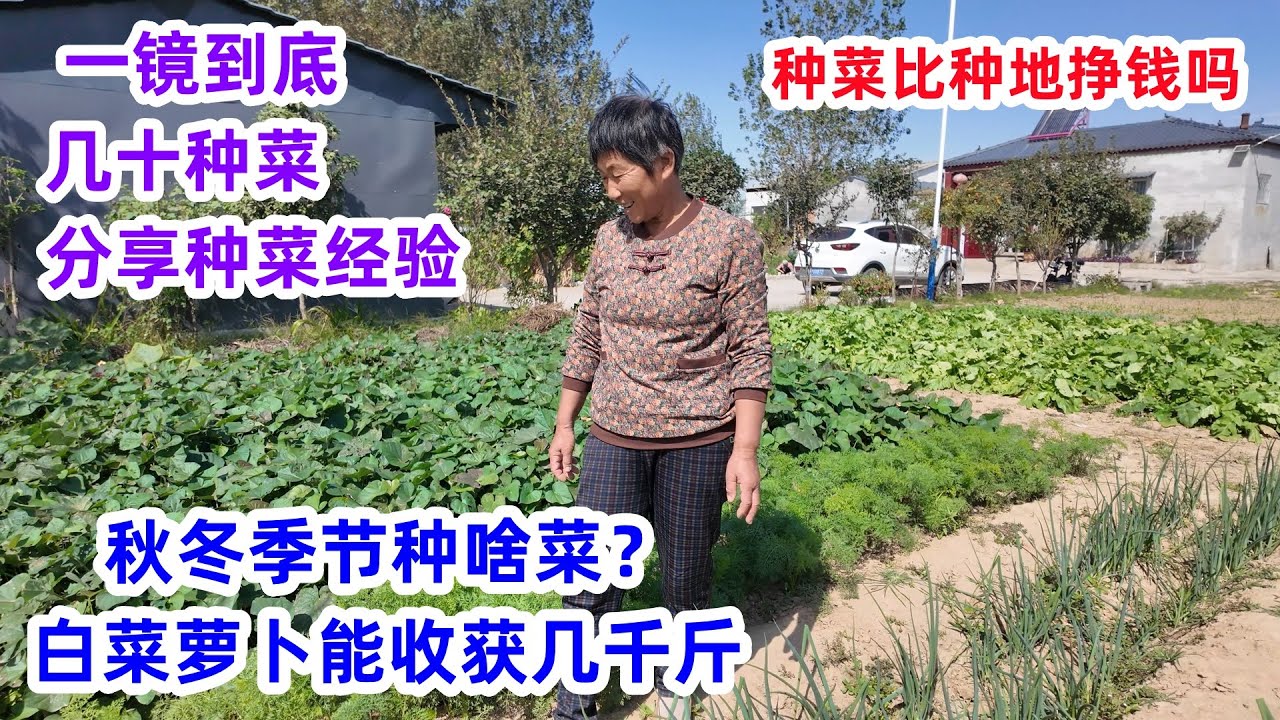 【一镜到底】秋冬季节栽几十种菜，婆婆分享种菜经验，白菜萝卜能收获几千斤，比种粮食挣钱吗