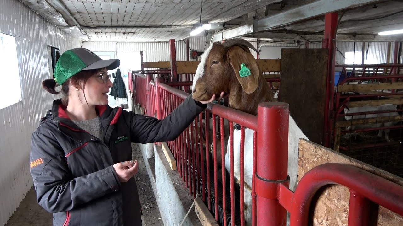 Young Quebec farmers start small because of rising costs