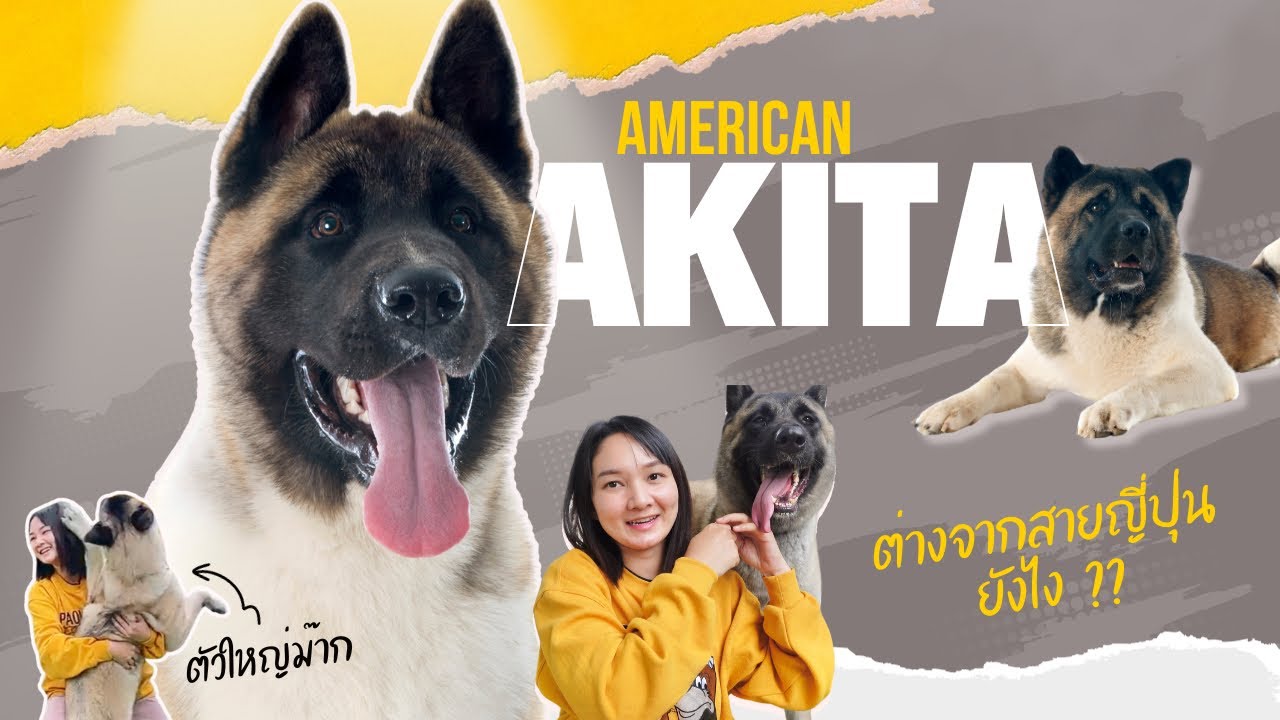 สุนัขสายพันธุ์อเมริกัน อาคิตะ ต่างจากอคิตะ สายญี่ปุ่นยังไง น่าเลี้ยงแค่ไหนไปดู (EP.52)