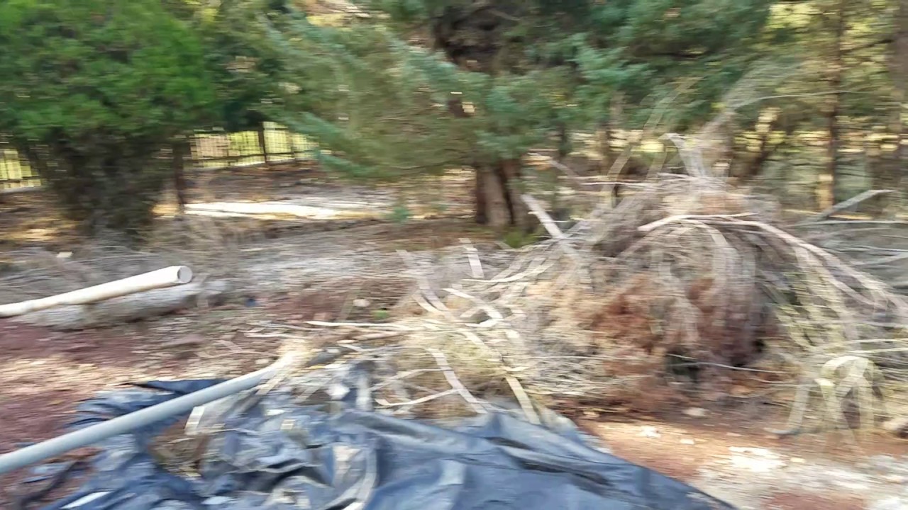 Squirrel Trapping and Damage Repair Somerset County NJ - eliminexnj.com