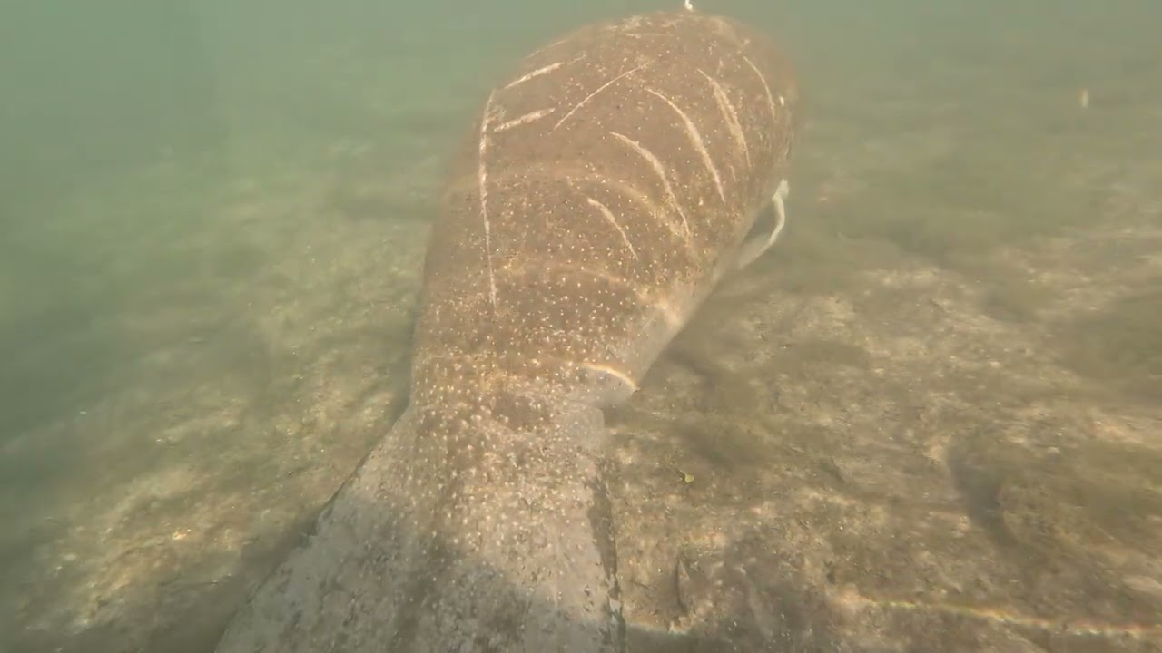 Manatee Sleeping in Weeki Wachee
