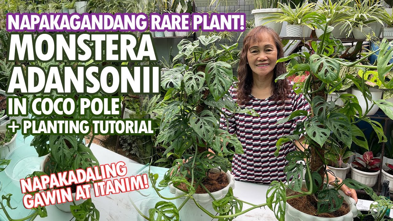 NAPAKAGANDANG MONSTERA ADANSONII, PAANO NGA BA PINAPADAMI? (Monstera Adansonii in Coco Pole)Tutorial