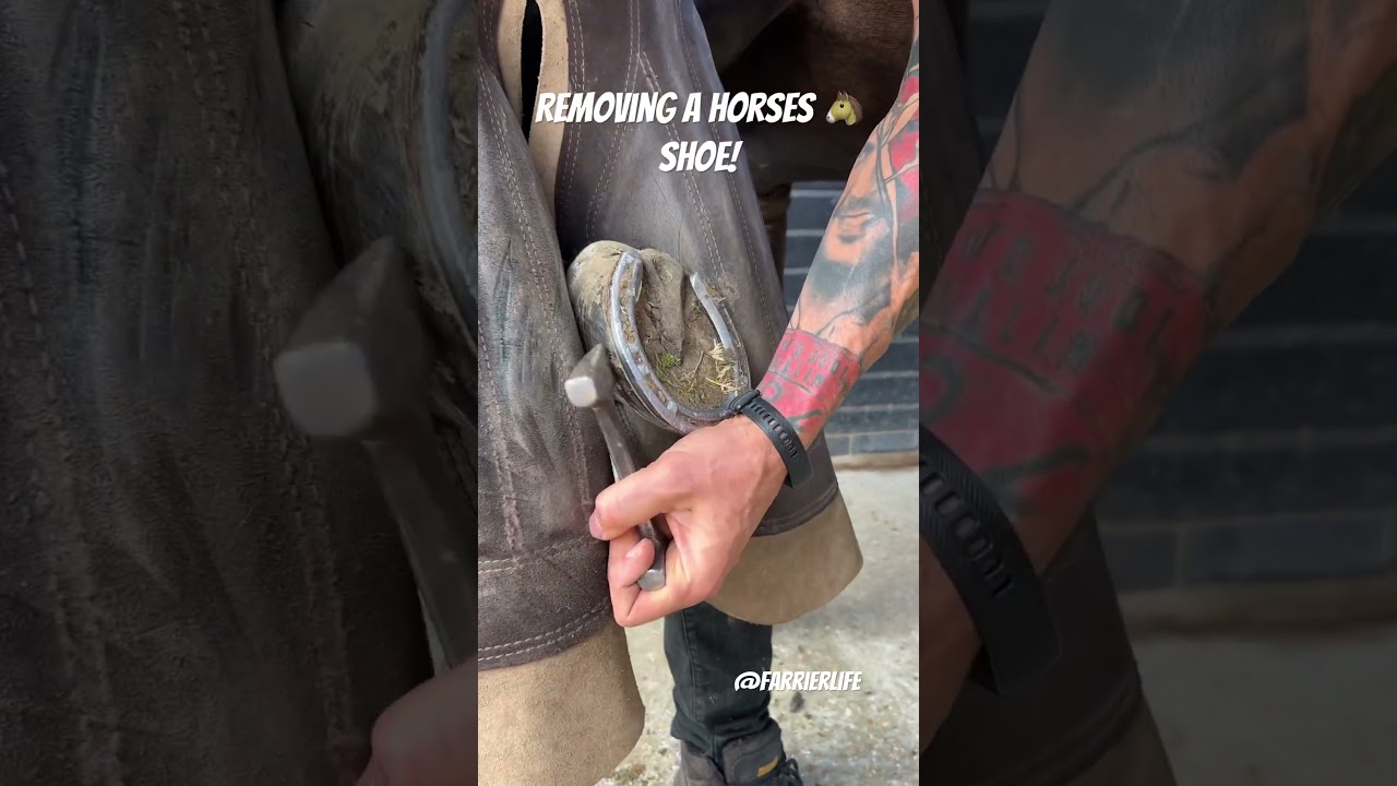 Removing a horses shoe!! #asmr #farrier #horsecare #oddlysatisfying #horse