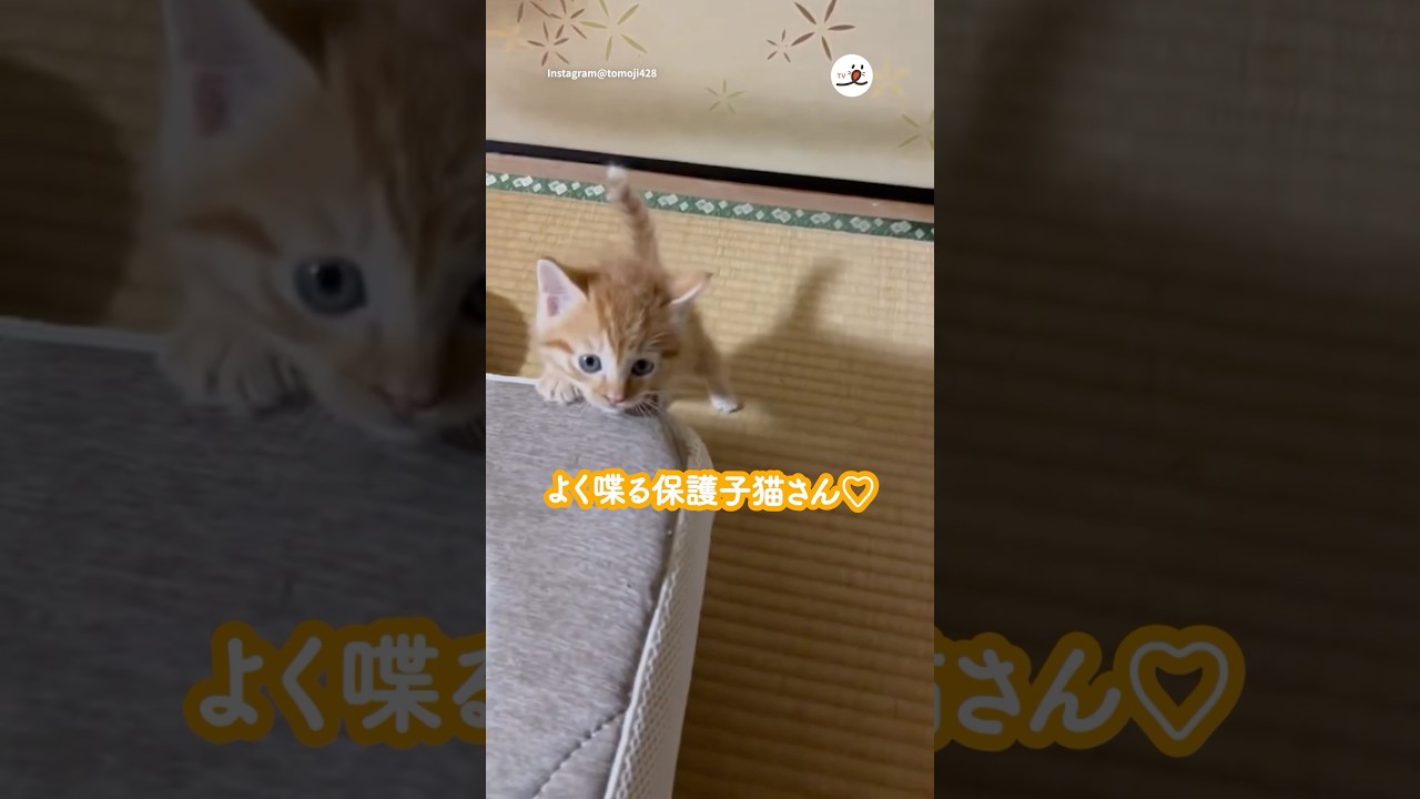 とにかくよく喋る保護子猫さん😍｜PECO #子猫 #茶トラ #保護猫  #子猫の鳴き声 #kitten #redtabby  #rescuedkitten #kittenmeowing
