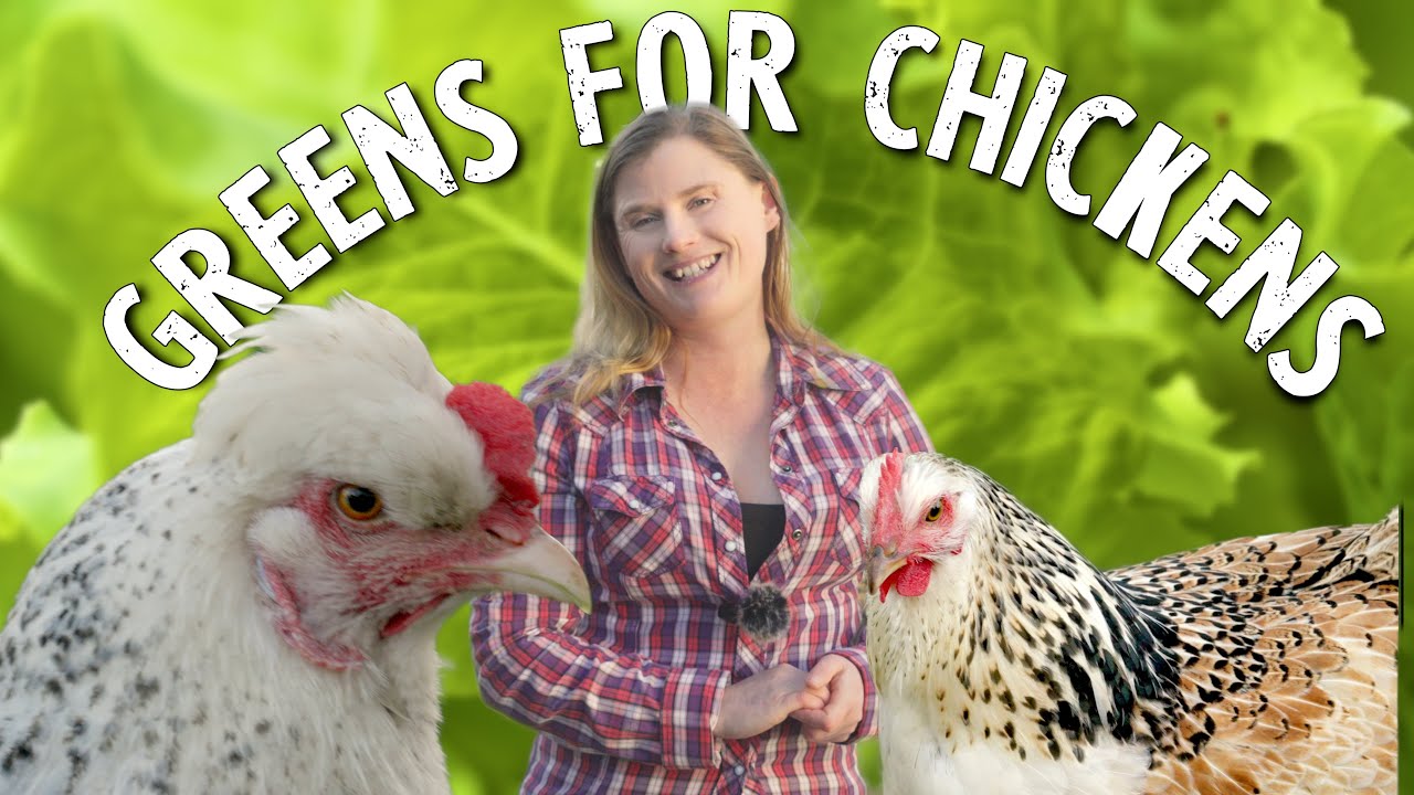 Do This for Chicken Health: Growing and Foraging Leafy Greens for Chickens