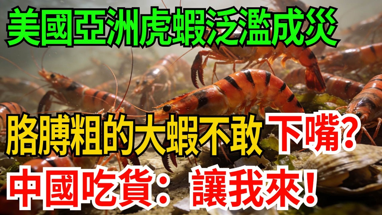 美國亞洲虎蝦泛濫成災，胳膊粗的大蝦不敢下嘴？中國吃貨饞哭：讓我來！【觀勢經緯】#科普#世界之最 #出類拔萃 #top10#亞洲虎蝦入侵 #美國生態災難 #以吃治侵 #生物安全 #自然警示