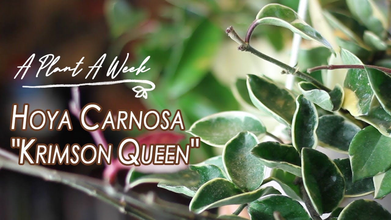 Hoya carnosa 