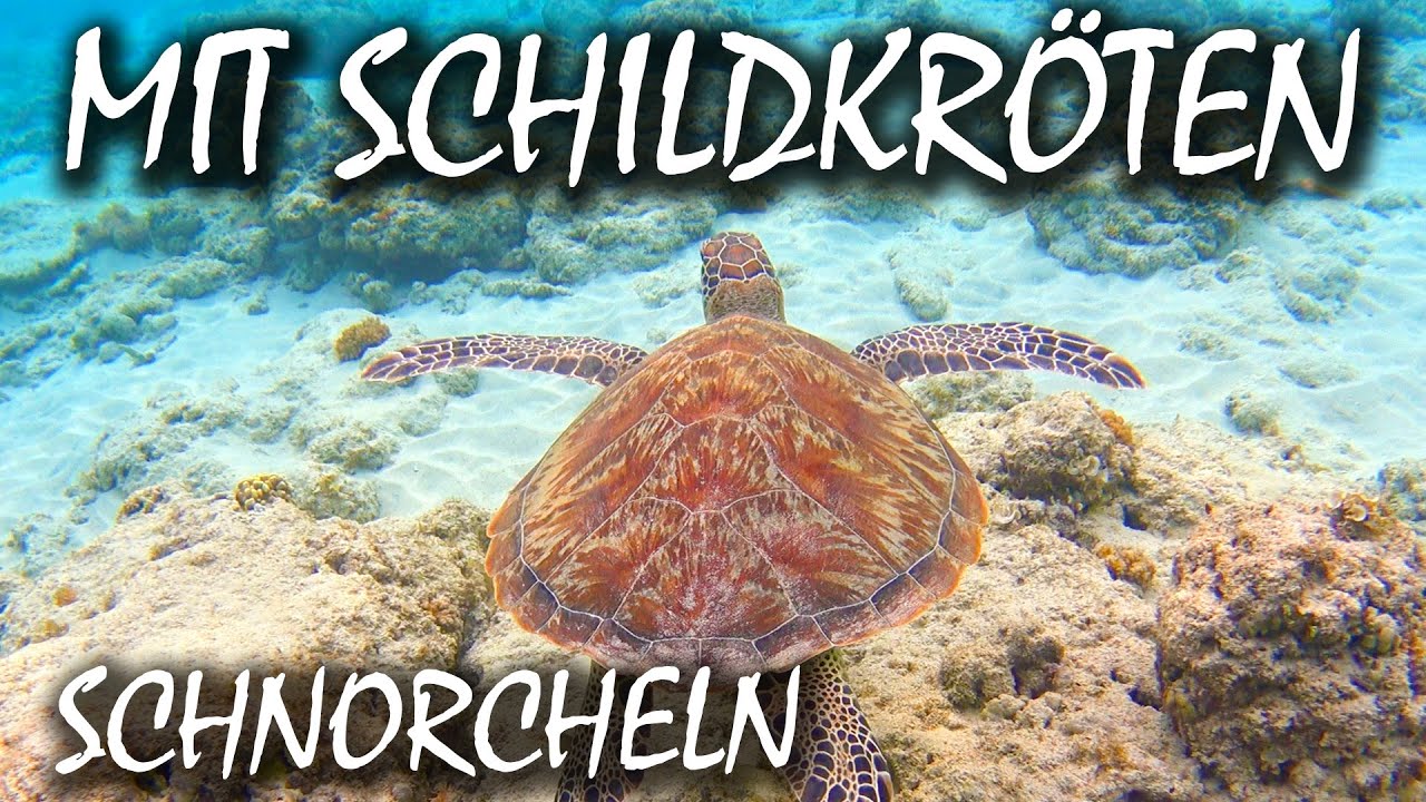 Gili Trawangan und schnorcheln mit Schildkröten | VLOG 47