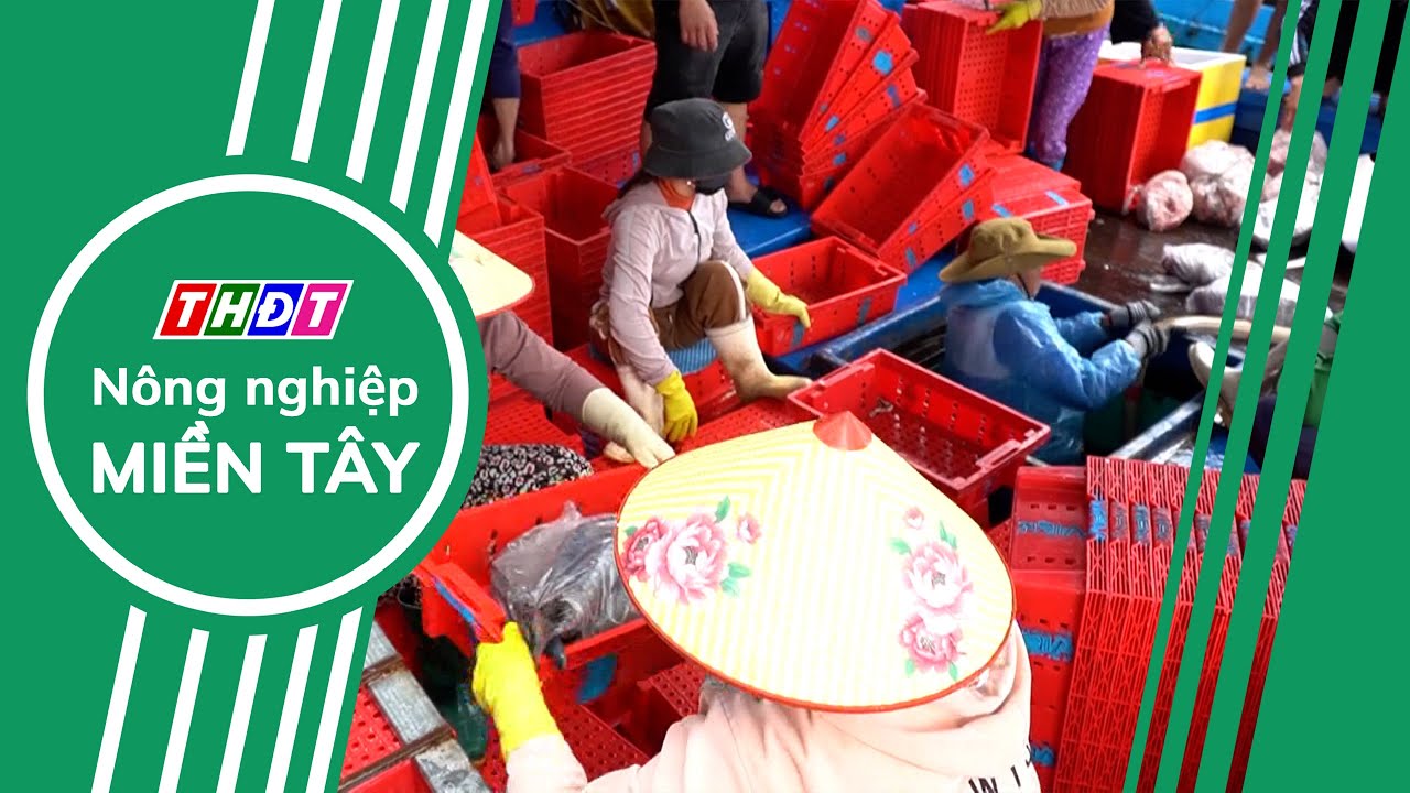 Toàn cảnh Nông nghiệp - 31/1/2026 | Nông nghiệp Miền Tây