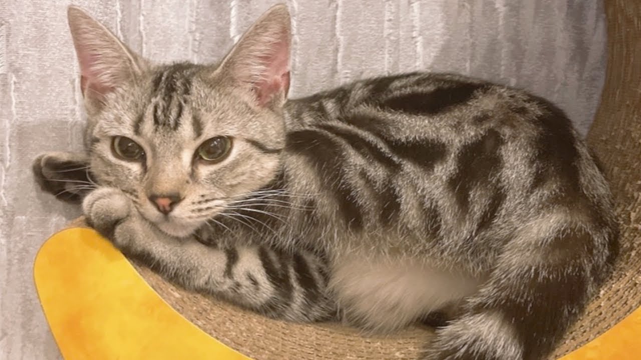 【ご報告】新しい家族が増えました！ アメリカンショートヘアの猫ちゃんです！