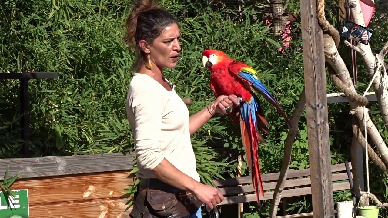Animations  Perroquets -  Zoo d'Upie  (Drôme) France
