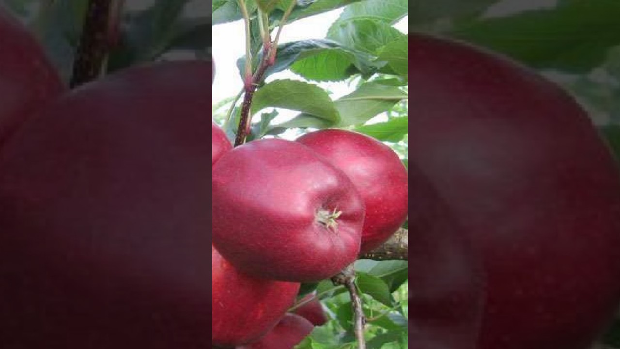 hot climate apple hrmn99