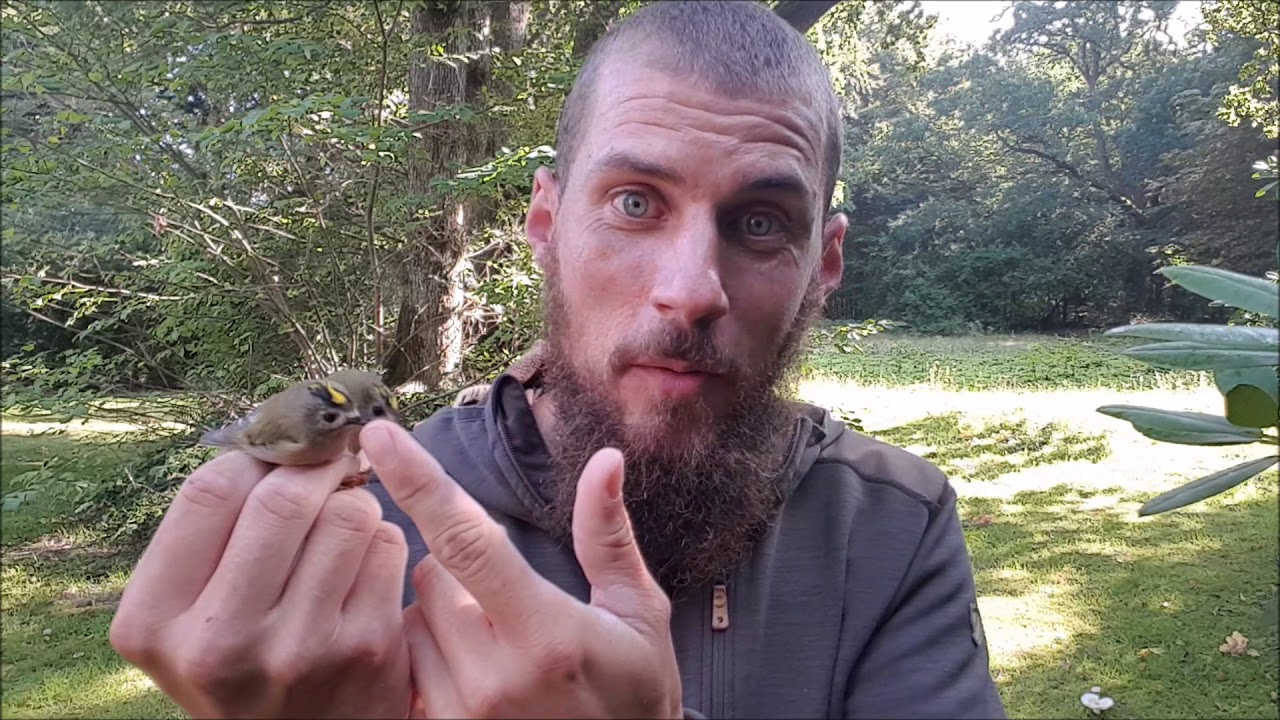 NaturNørd 41. Fuglenes Konge.