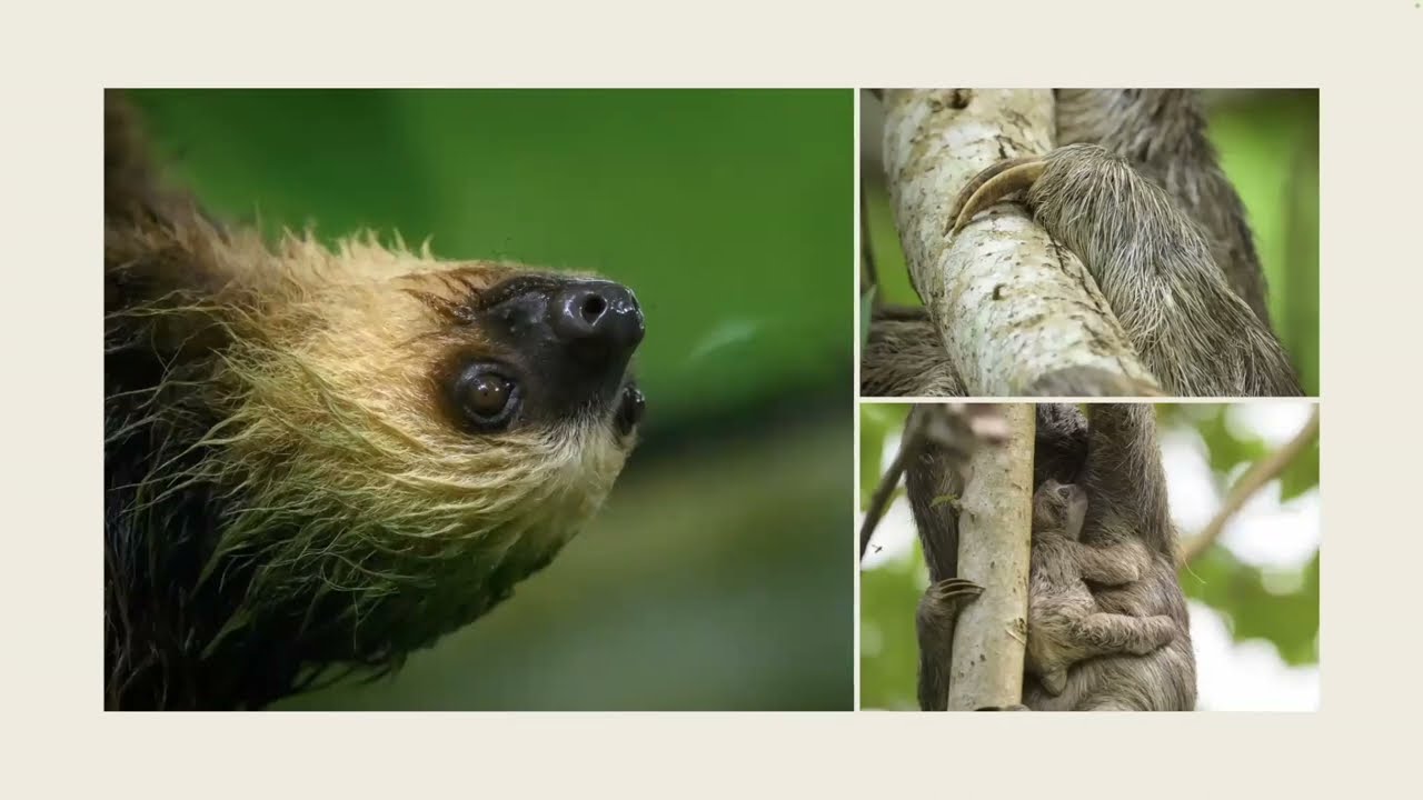Photographing the Wildlife of Panama