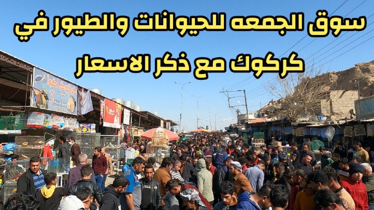 جوله في سوق الحيوانات والطيور في مدينة كركوك