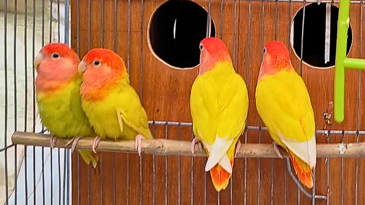 Lovebirds agapornis sounds #8