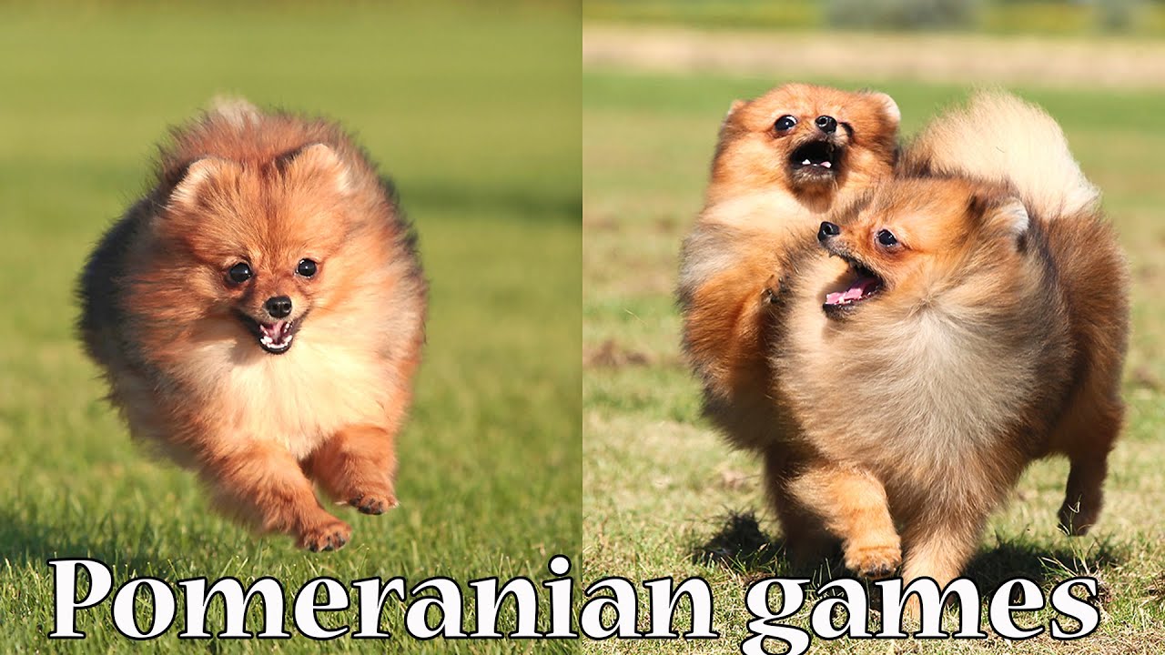 Cute Pomeranians are having fun. 019 #cutepomeranian #pomeranianpuppy #pomeraniandogs