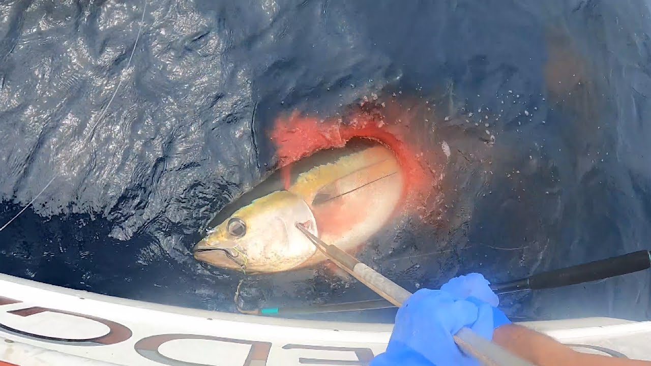 NORTHEAST CANYONS TUNA FISHING - Bigeye-Yellowfin-Swordfish - Ep 63
