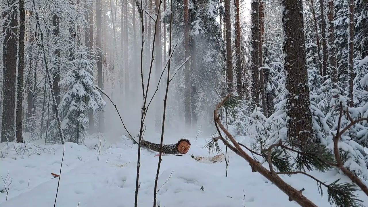 METSÄTÖISSÄ Nurin pitkiä runkoja
