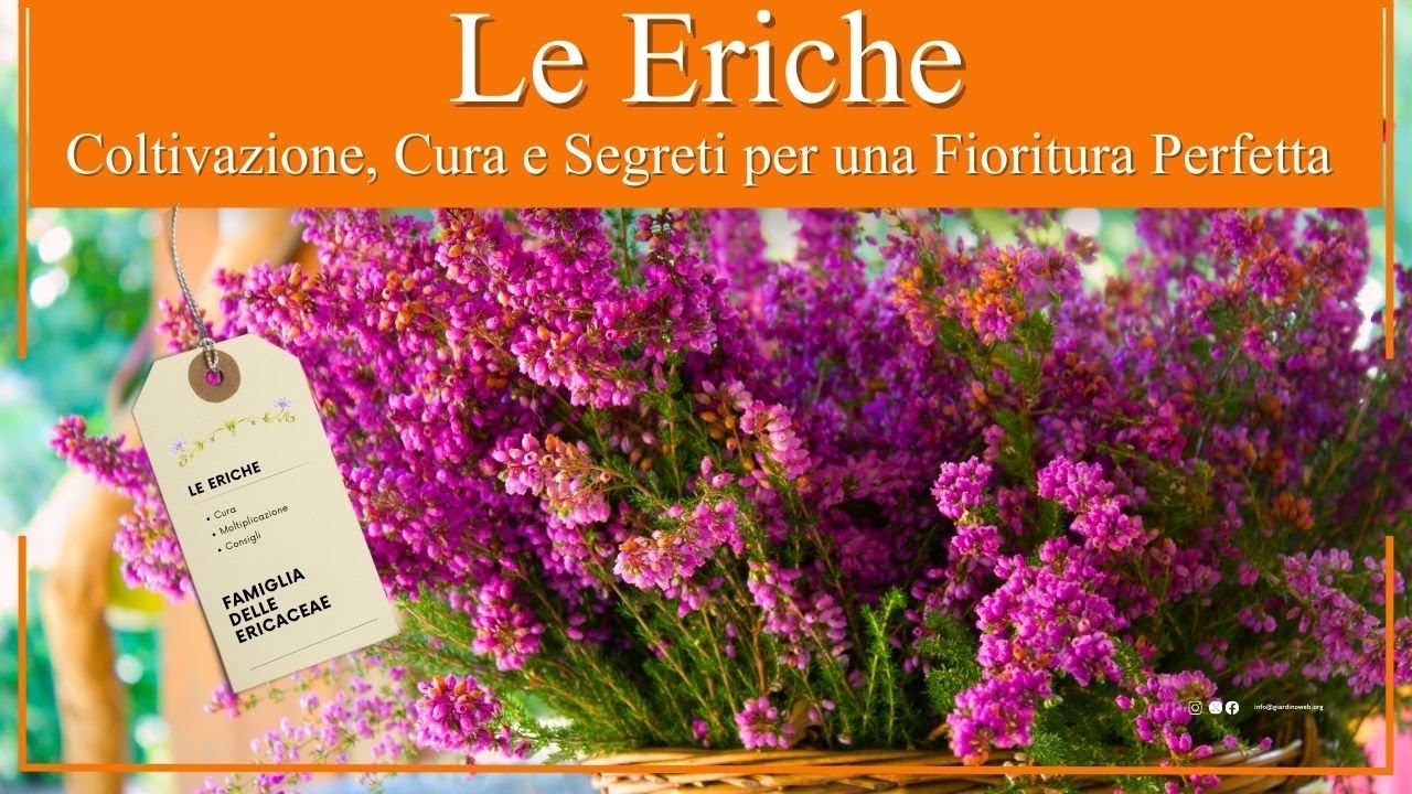 Le Eriche: Coltivazione, Cura e Segreti per una Fioritura Perfetta
