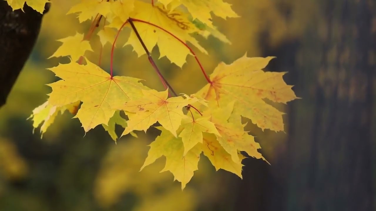 Fall Colors Captured by Drone in 4K | Stunning Autumn Aerial Footage
