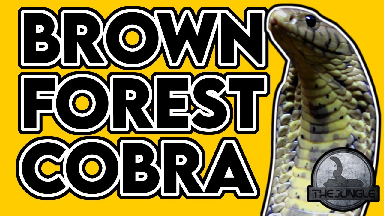 Brown Forest Cobra: Fast, Smart, and Lethal | Naja subfulva