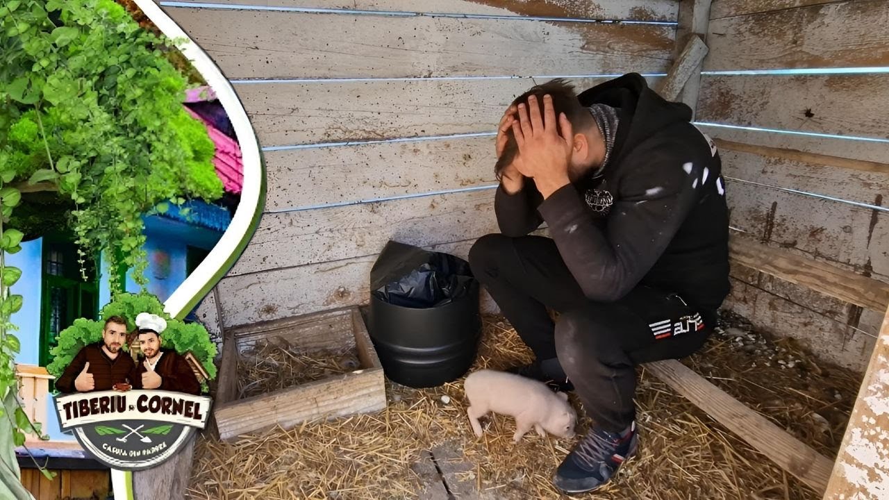 I-am adus lui Tiberiu purceluș pentru rotisor la Căsuța din Pădure!