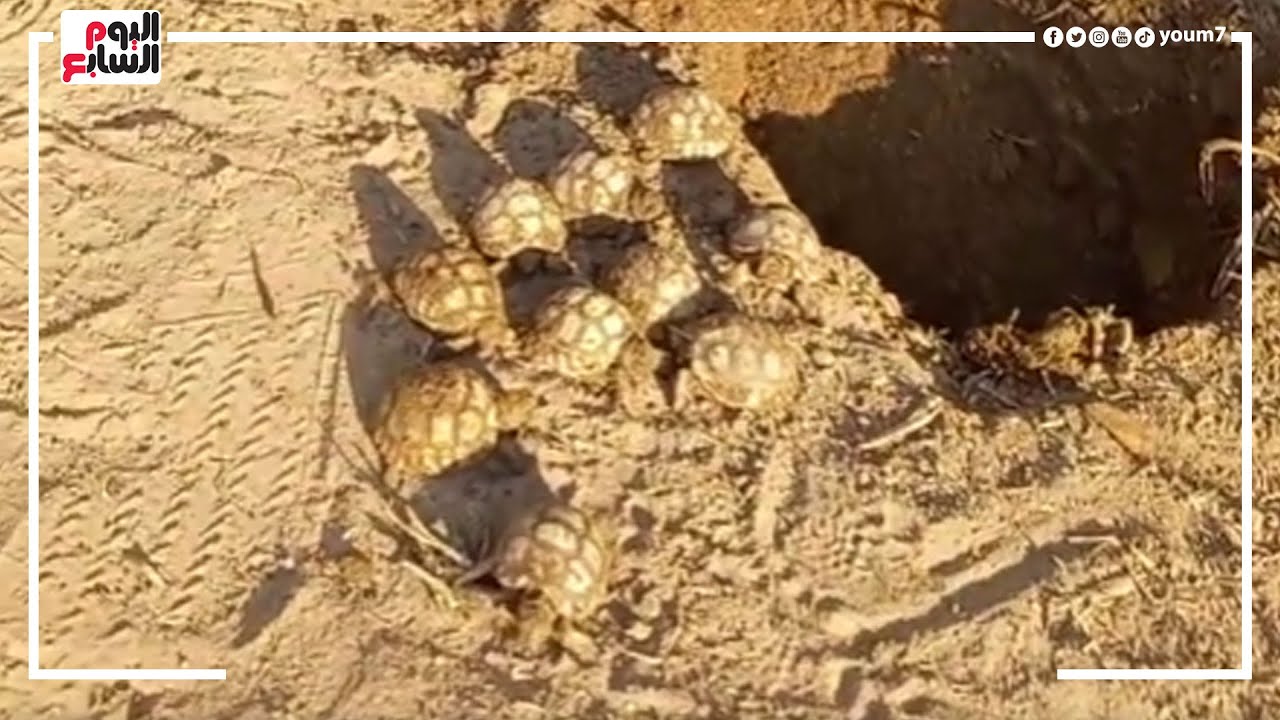 طلعنا السلاحف من البيضة🐢🐢 على الهواء مباشرة لأول مرة😳