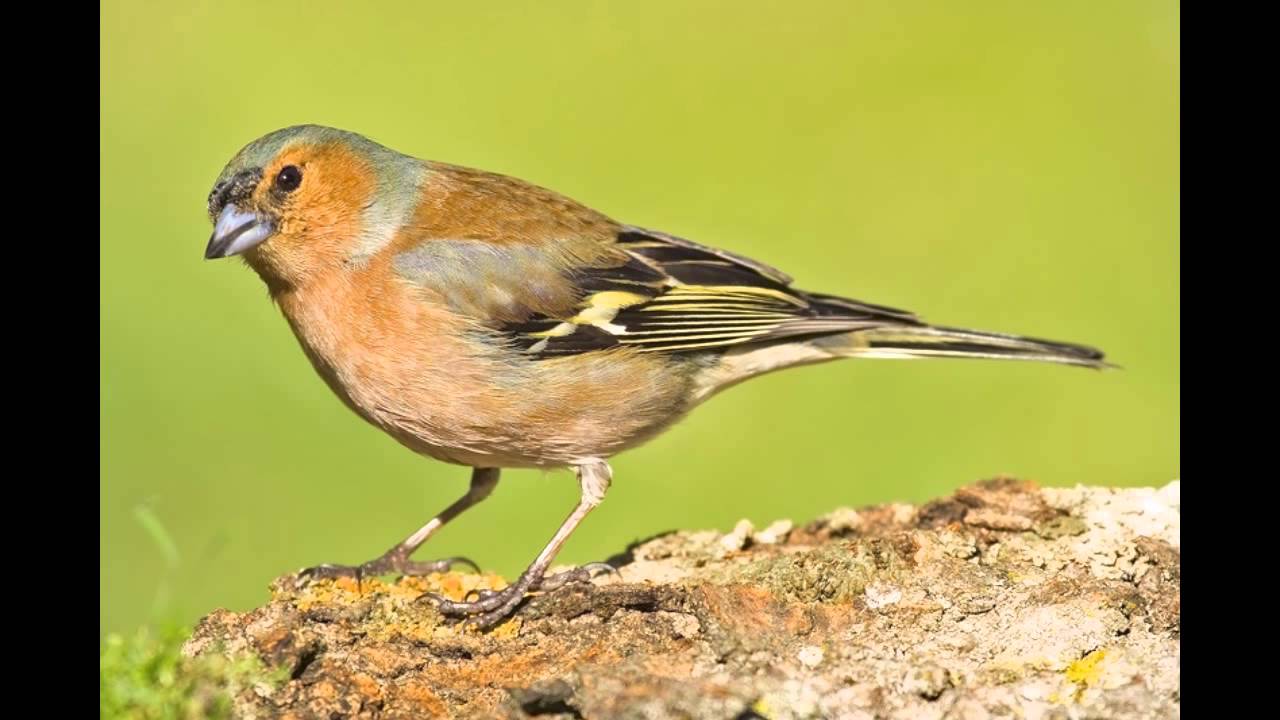 Canto del Pinzón - Cantos de Aves - Singing Birds - Video HD