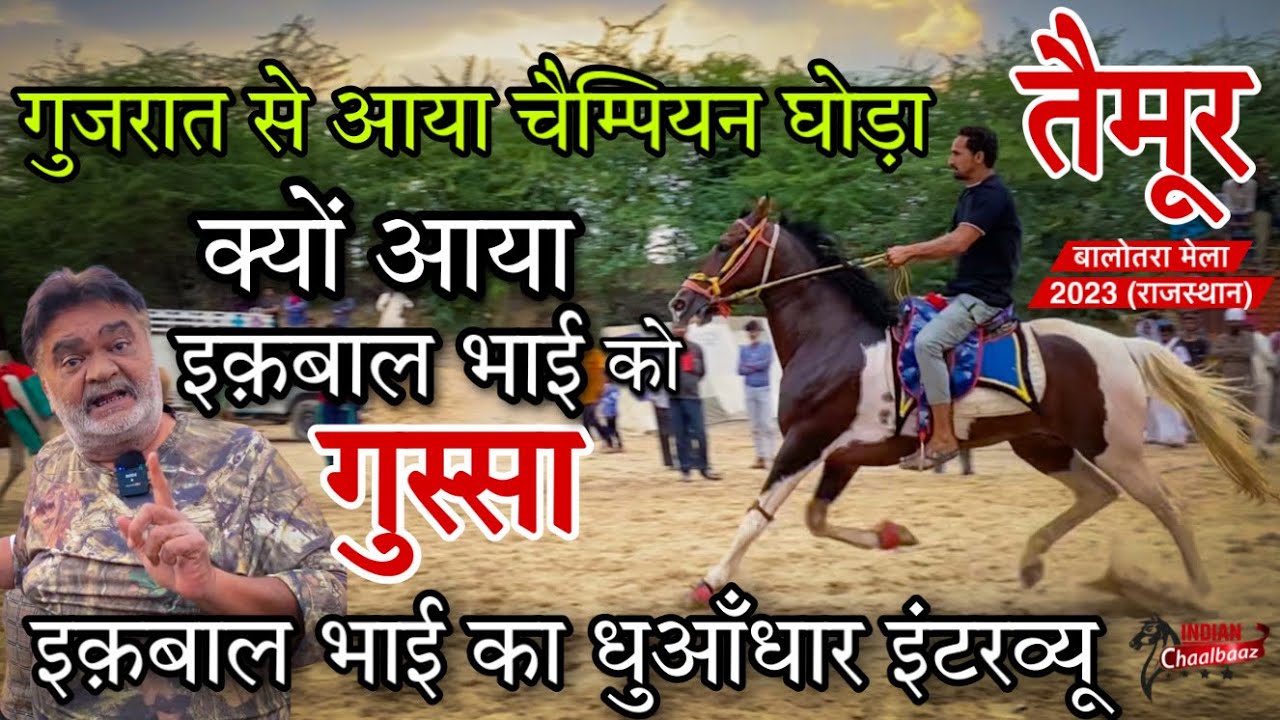 गुजरात से आया चैम्पियन घोड़ा तैमूर क्यों आया इक़बाल भाई को गुस्सा Balotra Mela 2023