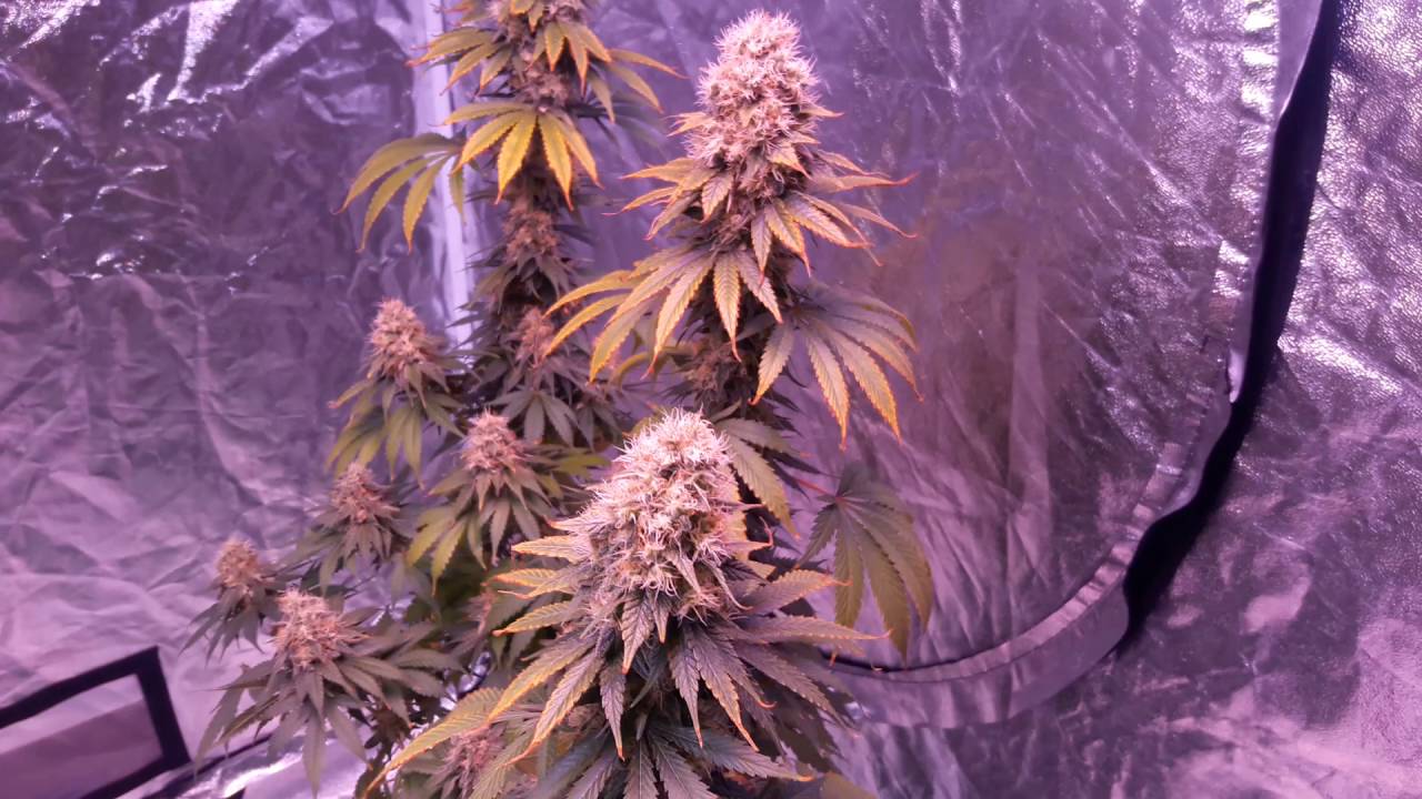 Chicago blue dream updank