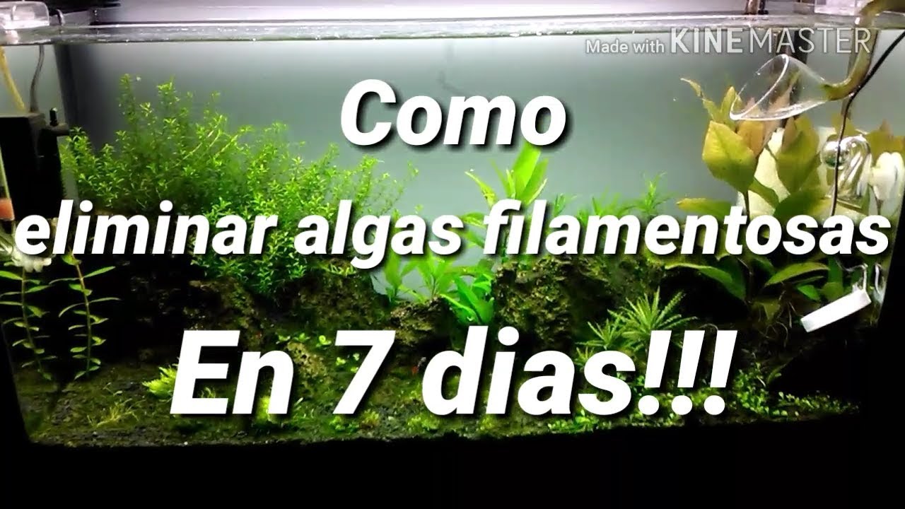Como eliminar alga filamentosa en el acuario