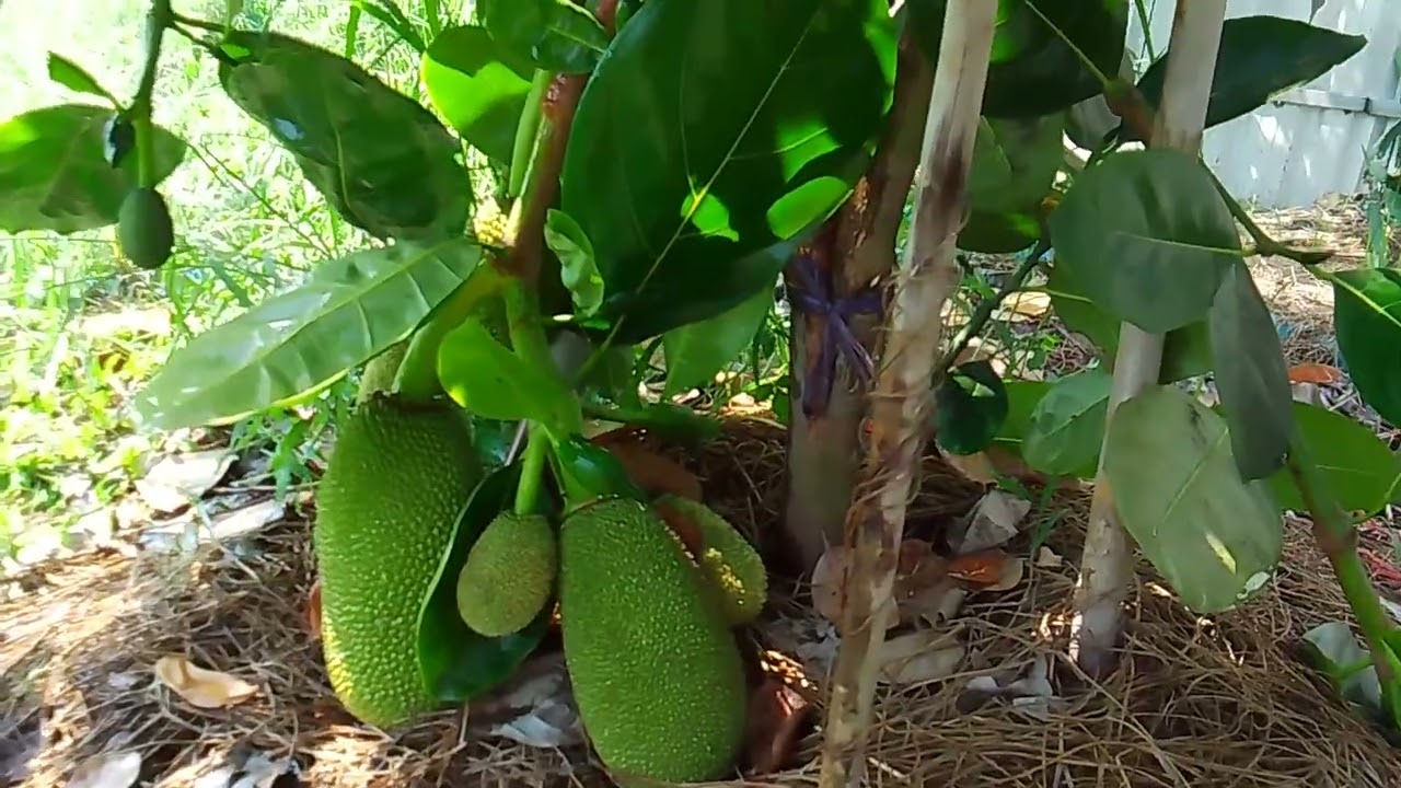 มารดน้ำต้นไม้ที่สวนครับ