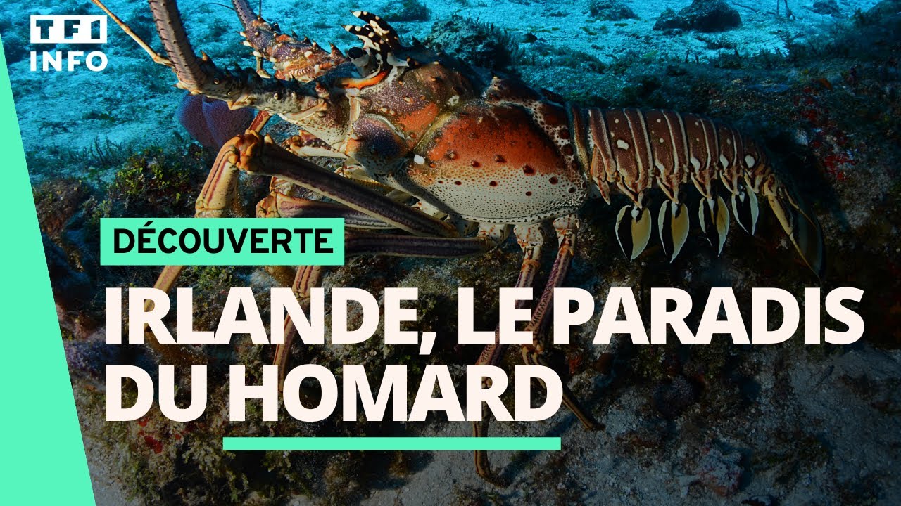 📚 Irlande : Voyage au paradis du homard