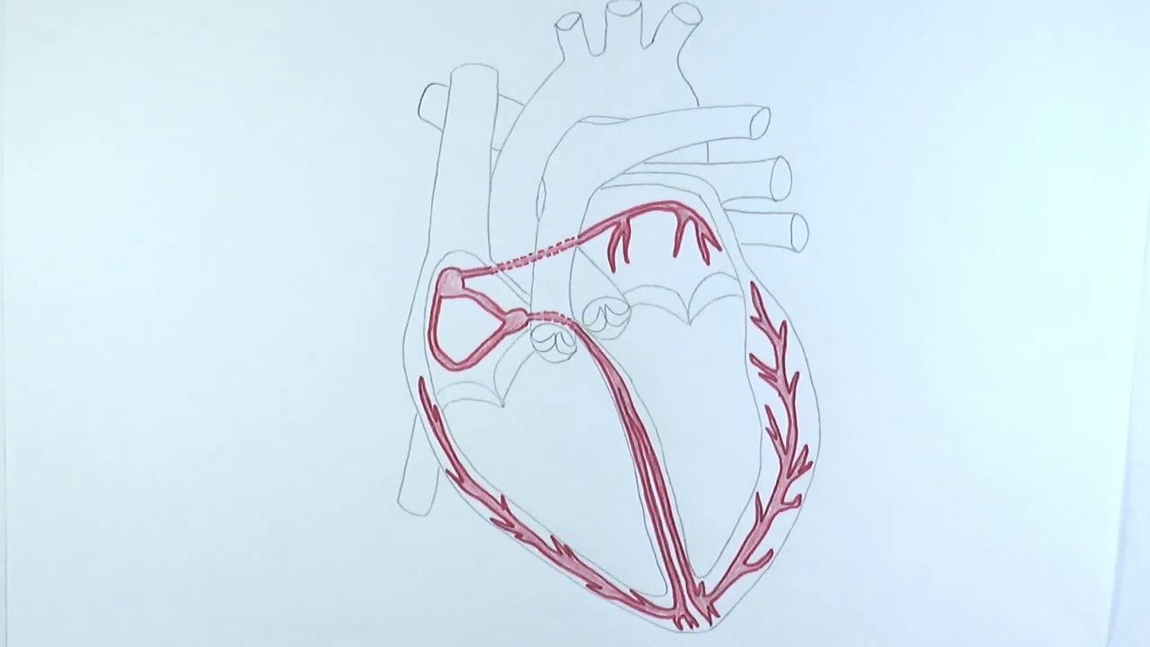 AS Biology - Control of heart contractions (OCR A Chapter 8.5)
