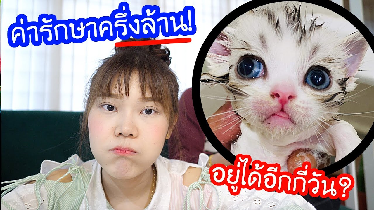 ค่ารักษาแมวสุดโหด!  จาก 