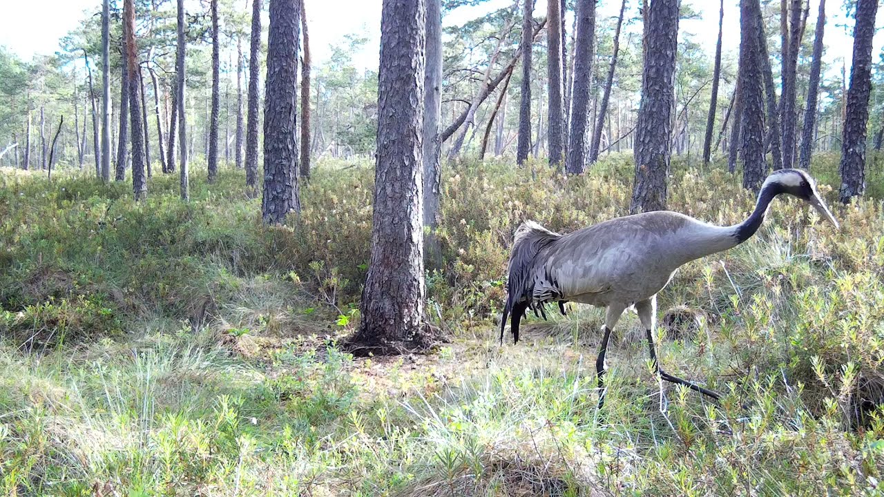 Sookurg | Eurasian crane (Grus grus) #trailcamera #wildlife #naturelovers #birds