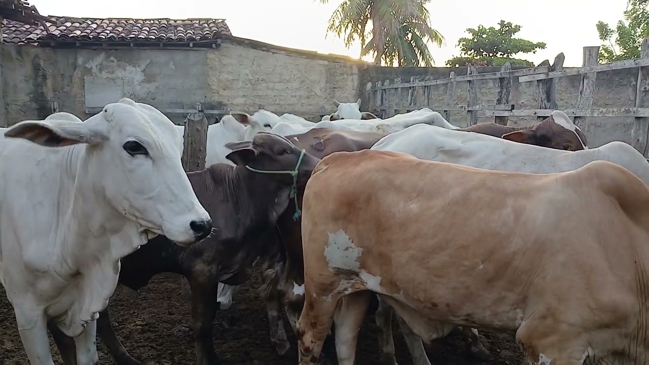 Feira de gado de cariatá itabaiana PB 18/01/26
