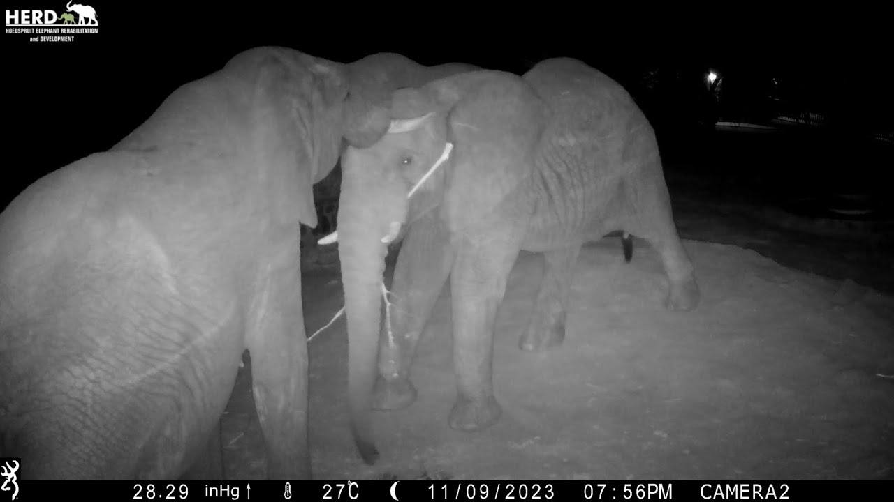 A Secret Look into the Elephant Homestead | A Night with Lundi, Mambo & Jabulani