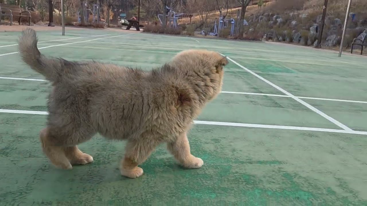 통골형 황구 강아지 ^^Korean Jindo Dog. 