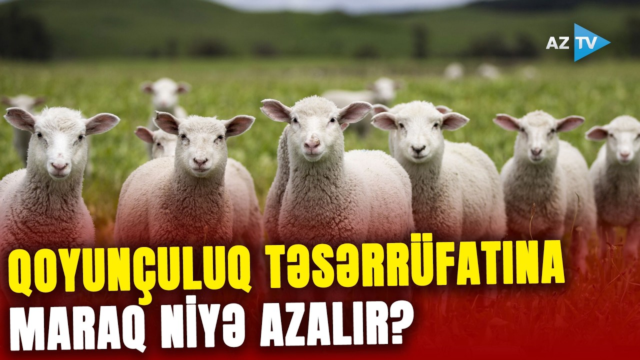 Fermerlər qoyunçuluqdan imtina edirlər? - Təsərrüfatın gətirdiyi gəlir ildən ilə azalır